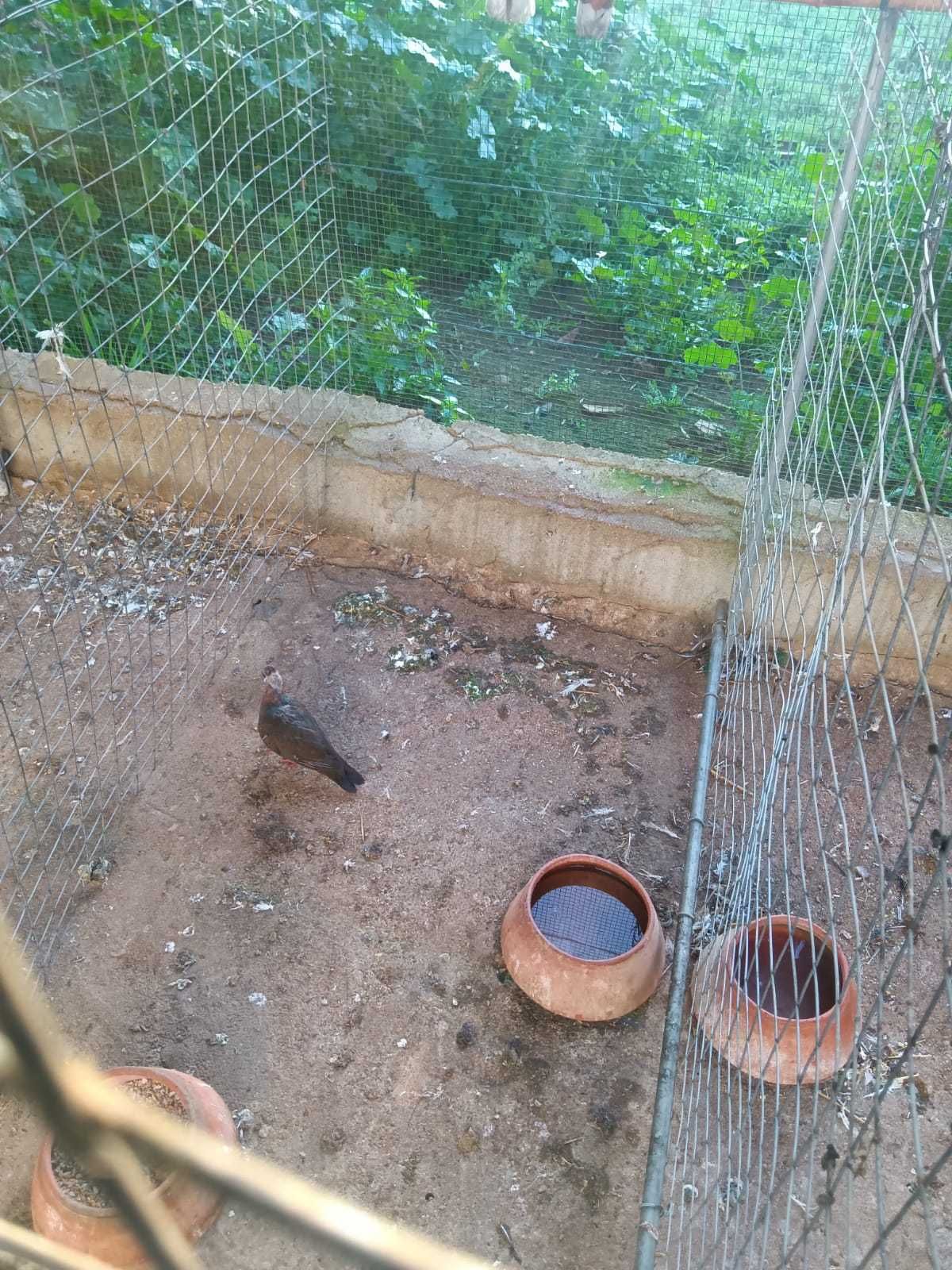 Rolas larvata ou alamaquitas