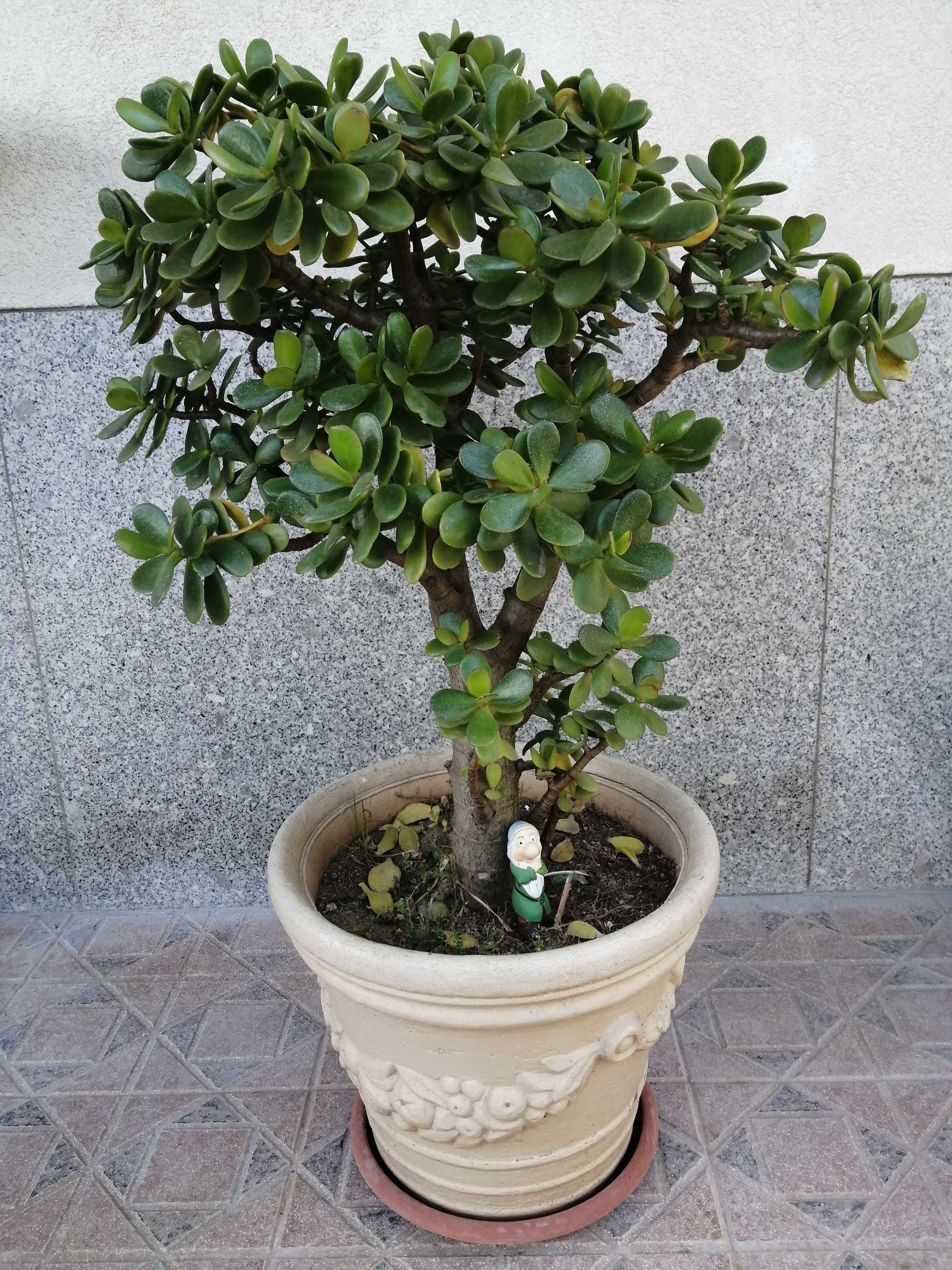 Vaso em gres, jarro antigo assadeira pote planta jade grande orquideas