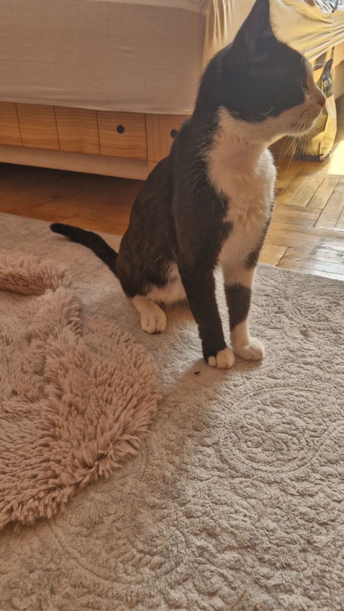Котик в пошуках нової сім'ї