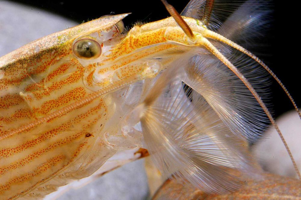 Krewetka filtrująca XXXL - Atyopsis moluccensis - Atiopka - dowóz