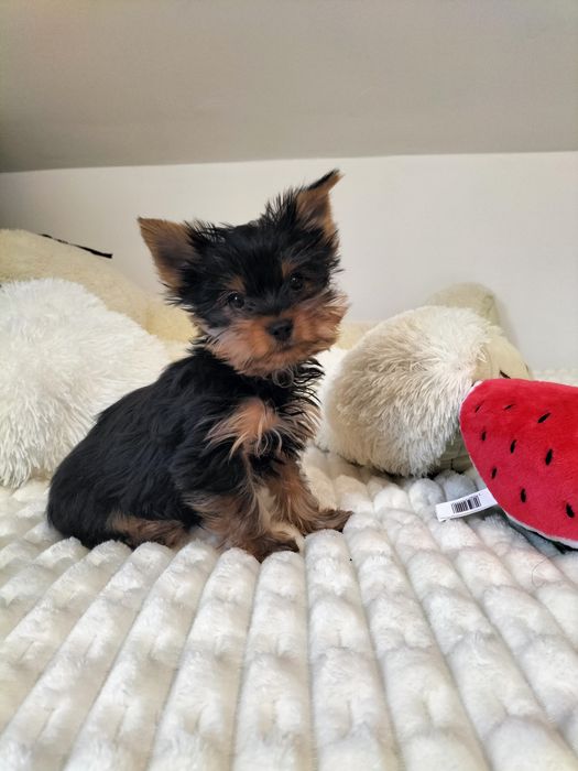 Yorkshire Terrier