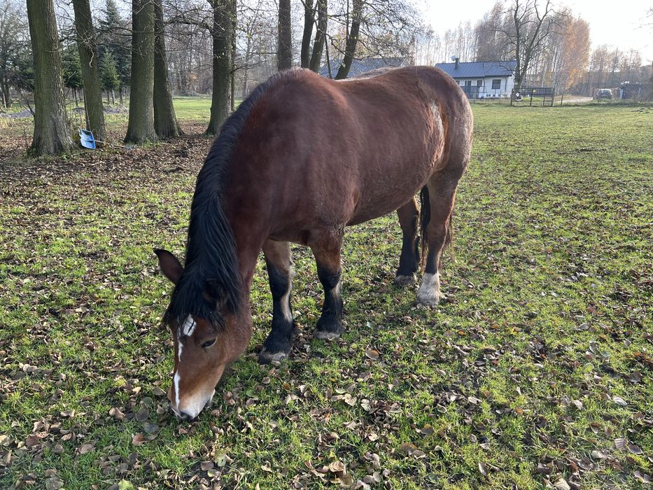 Klacz zimnokrwista gniada