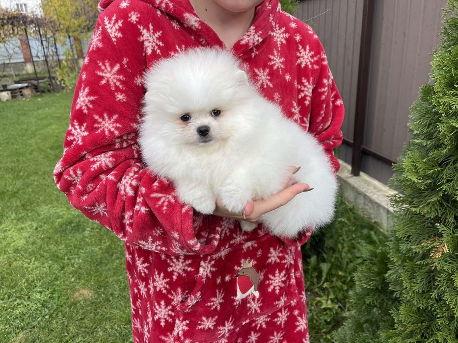 Померанський Шпіц чистокровні, батьки КСУ.В описі вся інформація