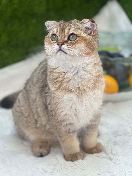 Scottish fold menina