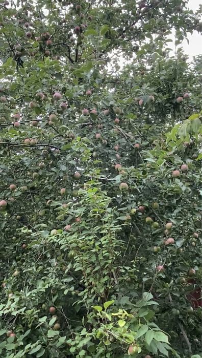 Ділянка 12,5 сот. м. Обухів, ж-м Лукавиця.