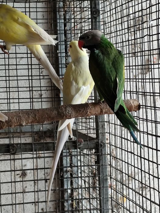 Várias espécies de Psitacideos