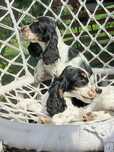 Pɪᴇsᴇᴋ ʀᴀsʏ ᴄᴏᴄᴋᴇʀ spaniel