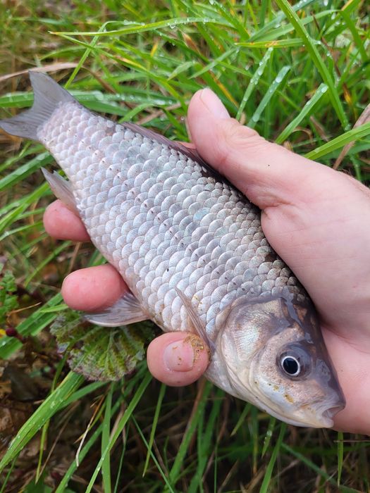 Narybek karasia srebrzystego żywiec zarybianie