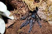 Aphonopelma seemanni самка паука птицееда для новичков по Украине