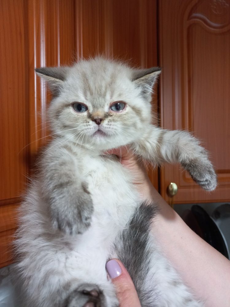 Перс короткошерстний