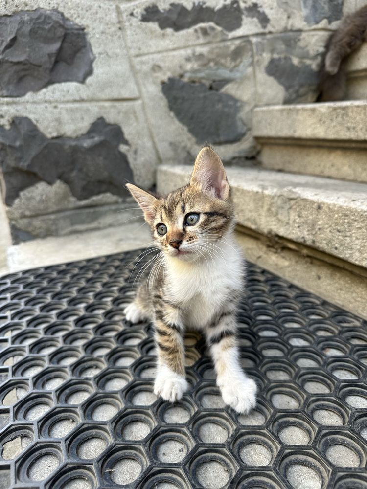 Віддам котика