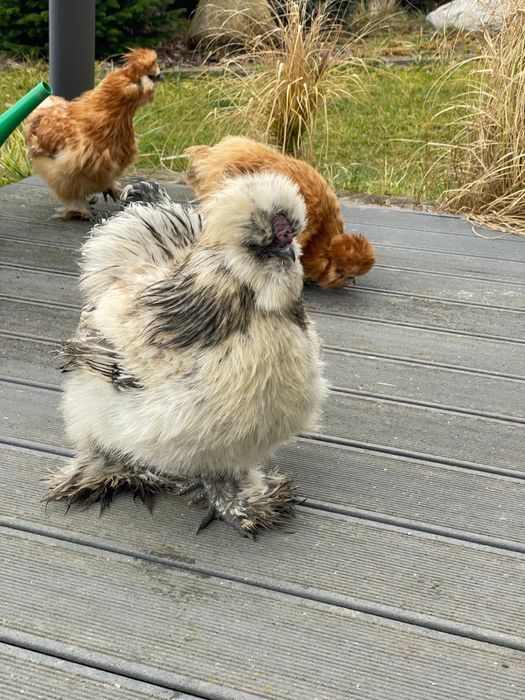 Koguciki Silki młode koguty  22 tygodnie