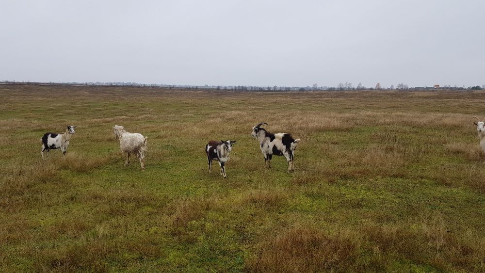 Продам козли річного віку
