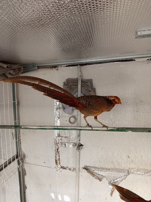 Faisão dourado novo deste ano