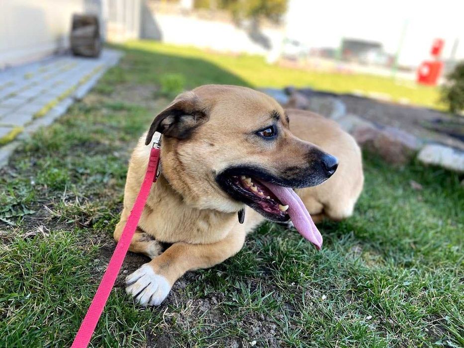 Tolek - przyjazny w stosunku do ludzi, ale trochę nieufny