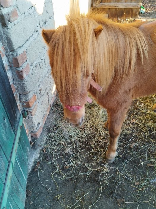 Sprzedam kucyka klacz