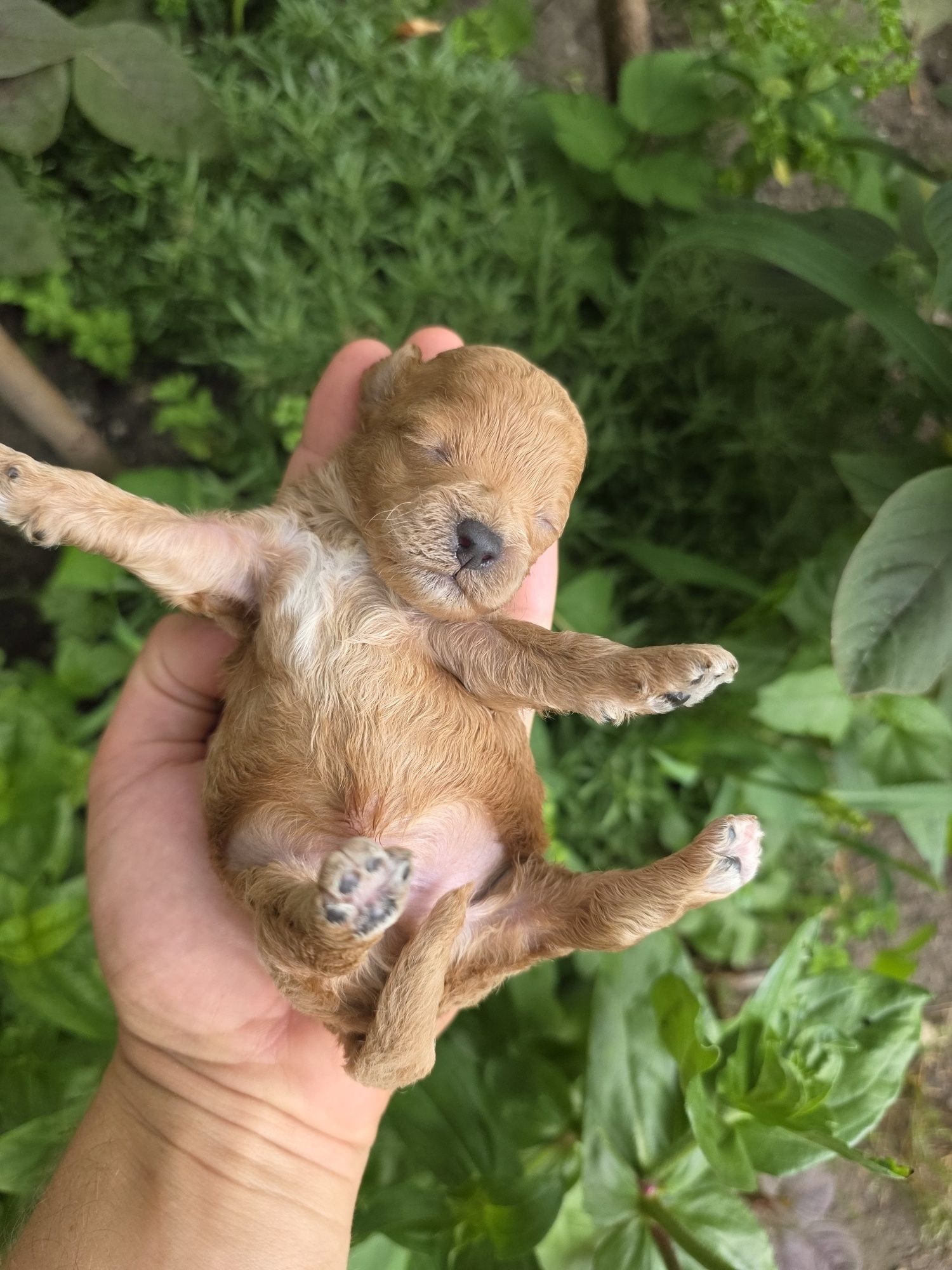 Bichpoo  maltipoo f1b piesek