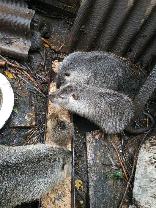 Продам хвостатых на развод.