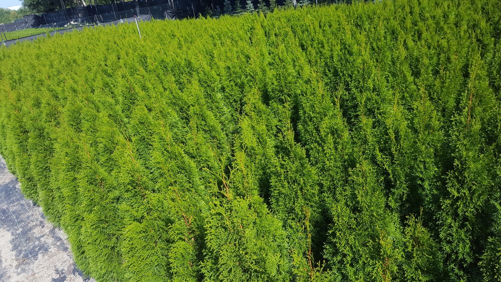 Tuja, thuja, tuje szmaragd kopana z gruntu 150-200cm