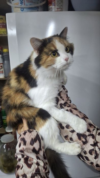 Мила кішка шукає дім