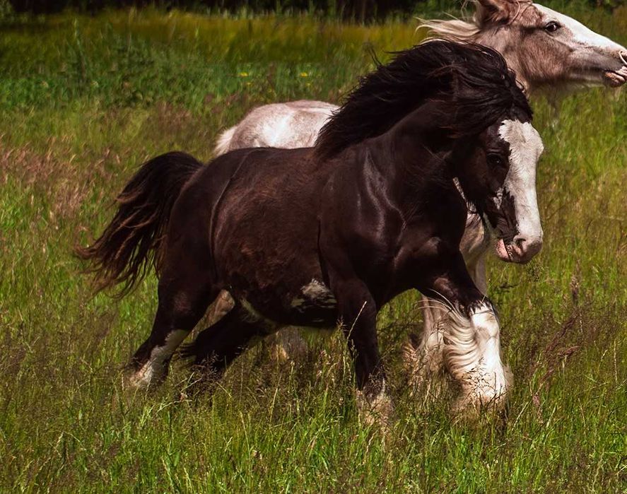 Mercury - Ogierek Irish Cob (Gypsy Cob, Tinker) 2024