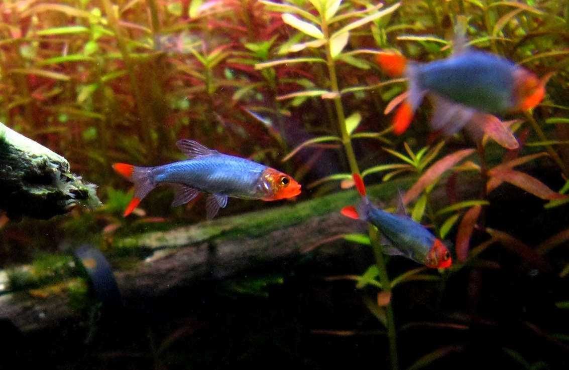 Ukleja naga - Sawbwa resplendens - Razbora - Rasbora - dowóz, wysyłka