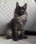 Kotka Maine Coon - Dakota
