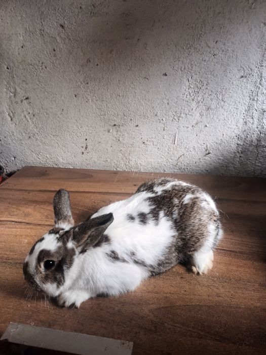 Królik karzełek samiec