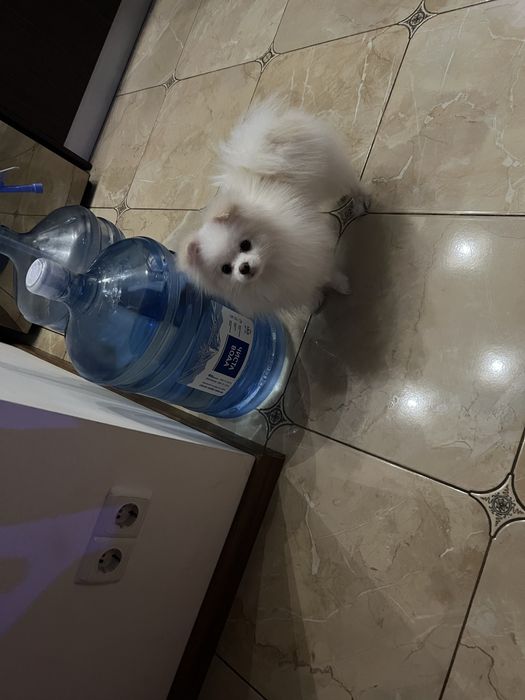 Ищем девушку для любви, миник , очень красивый, игрывый, умный.