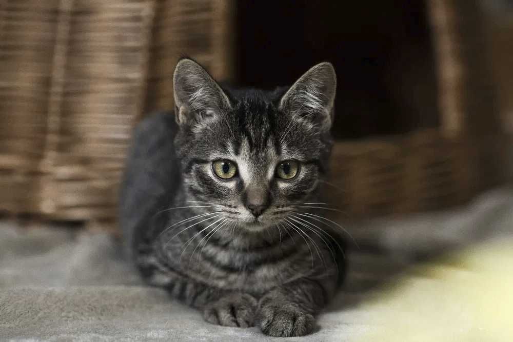 Oddam w dobre ręce biało-szare kocięta