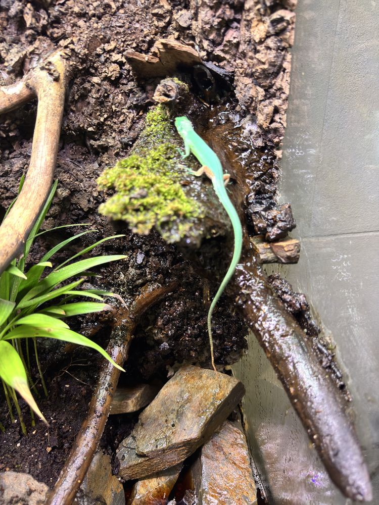 Gastropholis Prasina + Terrarium Tropikalne (60x45x90)  z wodospadem