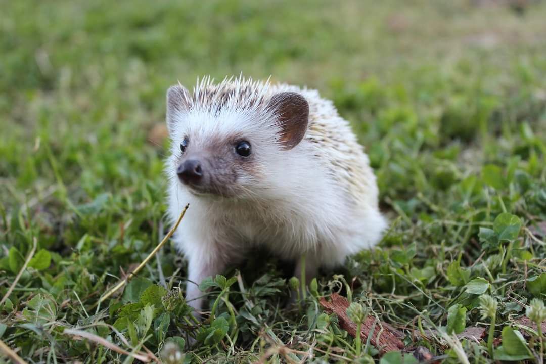 Jeż pigmejski, afrojeż białobrzuchy, jeże, hodowla zarejestrowana