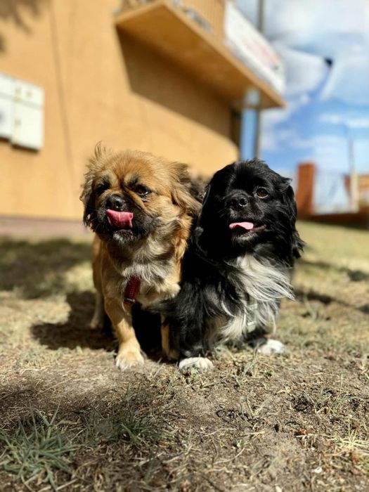 Wyjątkowo urocza para w typie pekinczykow Brunek i Petunia do adopcji