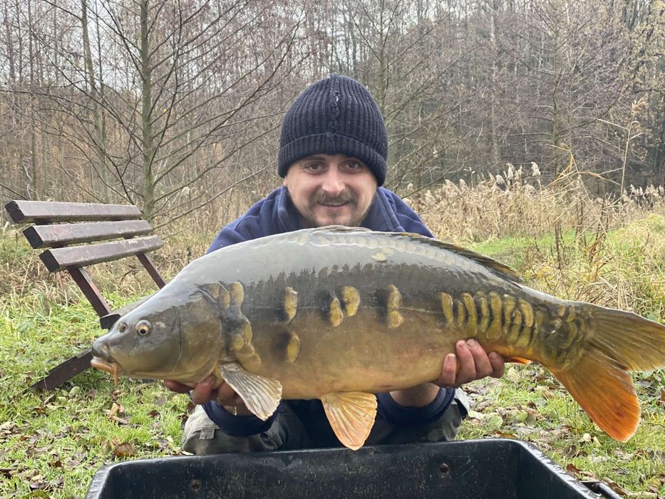 Karp na łowiska 7-10 kg tarlaki