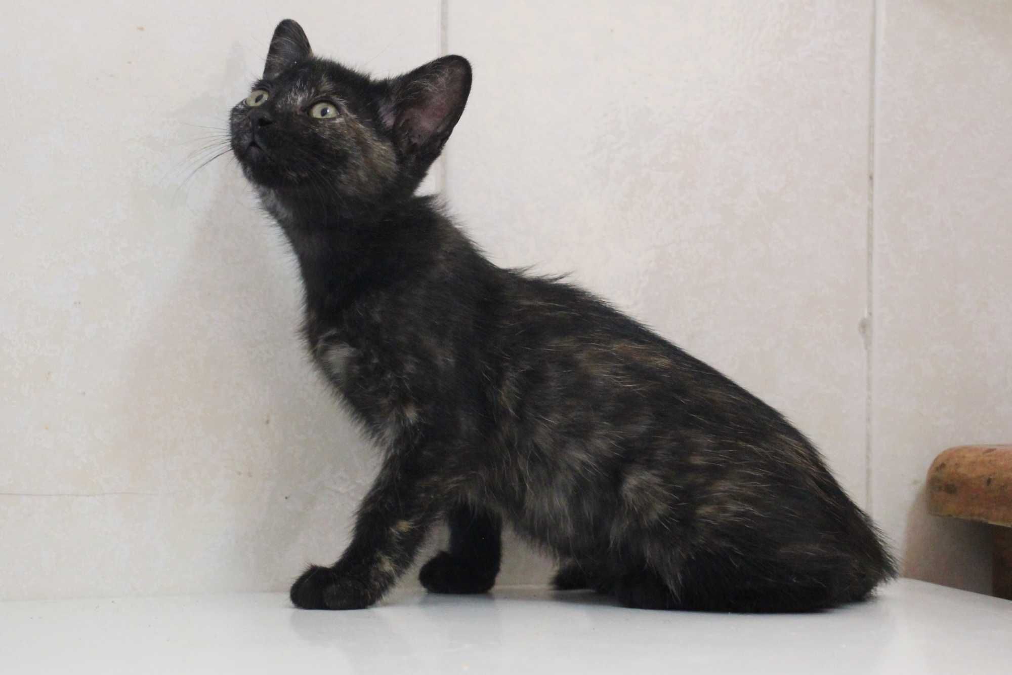 FÊMEA | Gatinha disponível para adoção muito responsável