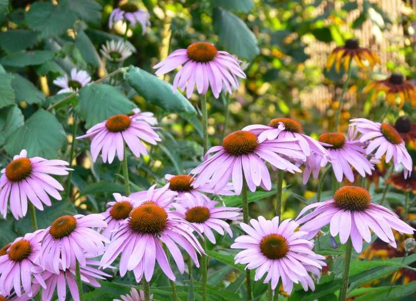 JEŻÓWKA WĄSKOLISTNA Echinacea - sadzonki w doniczkach
