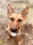 Paco w typie rasy Basenji szuka wyjątkowego domu