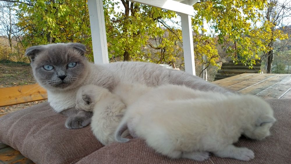 Котята Шотландські весловухі