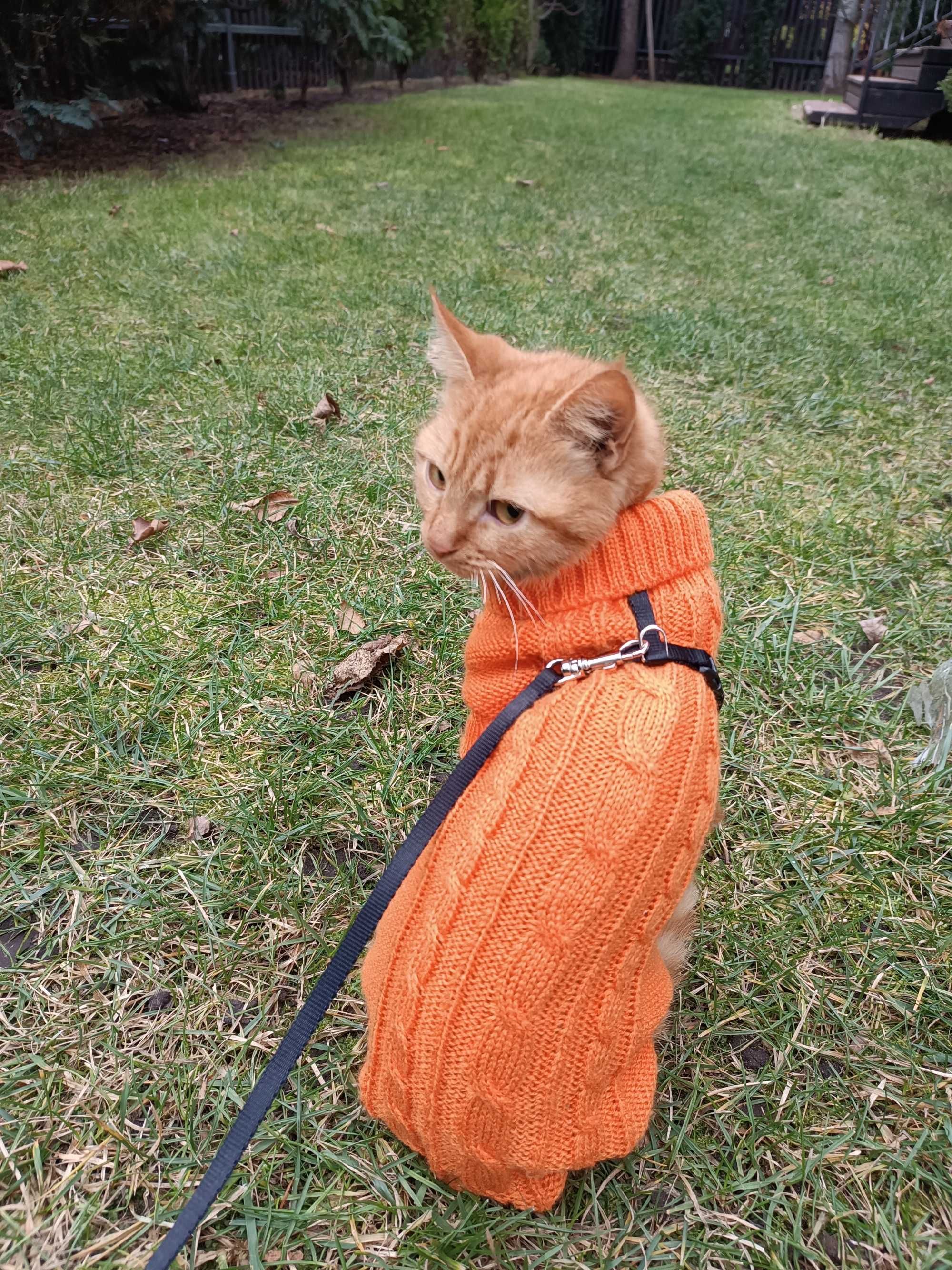 Dzianinowy sweterek, kurteczka dla małego psa lub kota