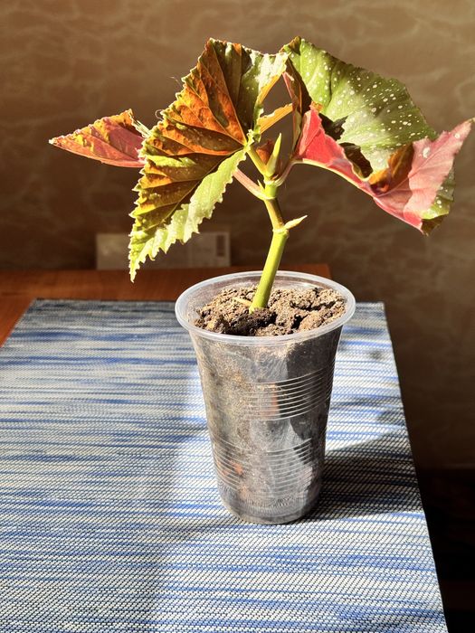 Бегонія кімнатна рослина