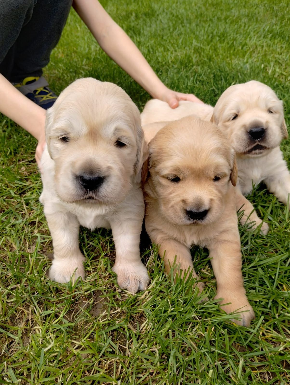 Golden Retriver szczeniak