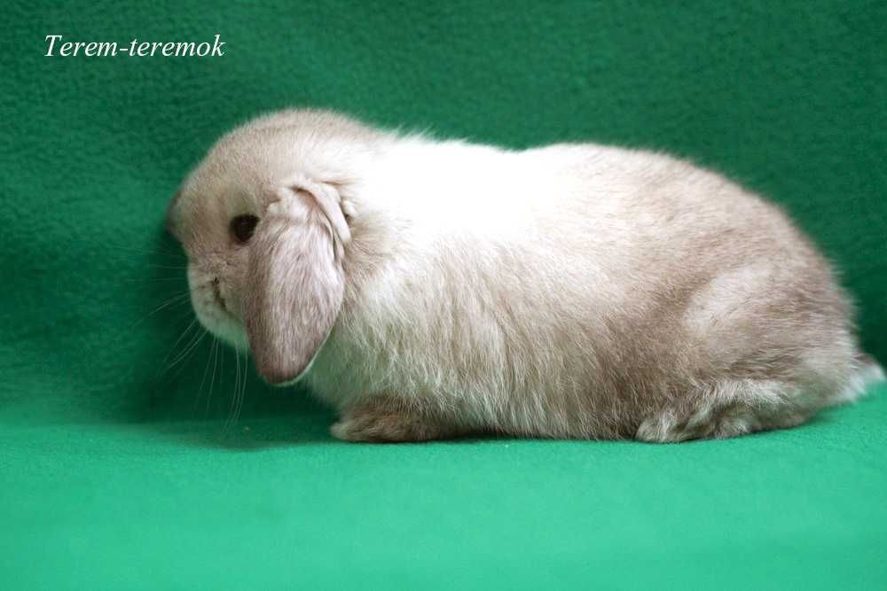 Карликовый породистый крольчонок в сиамский окрасе