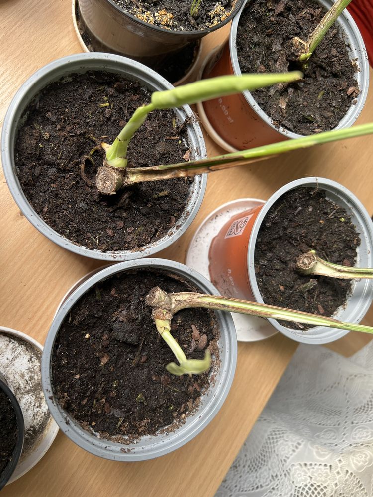 Monstera wariegata