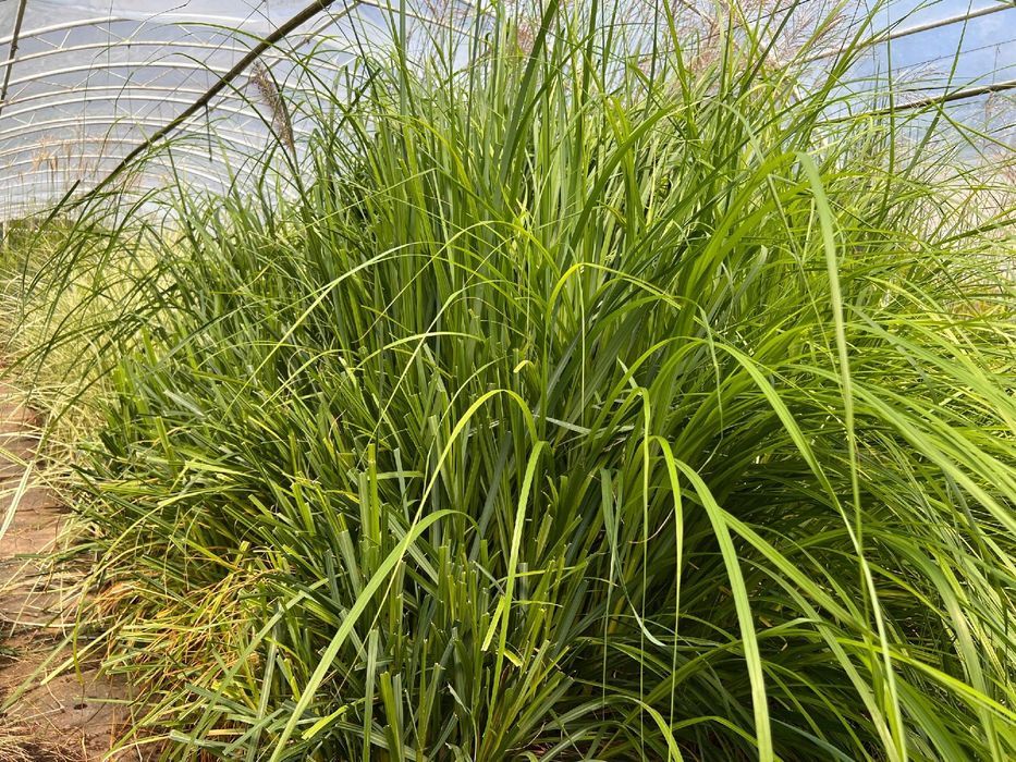 Rozplenica japońska 'Moudry' (Pennisetum alopecuroides) Doniczka 2.0L