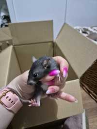 Do oddania malutkie szczury domowe