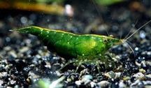 GB Krewetka green Neocaridina heteropoda Var. „Green Jade Dark”