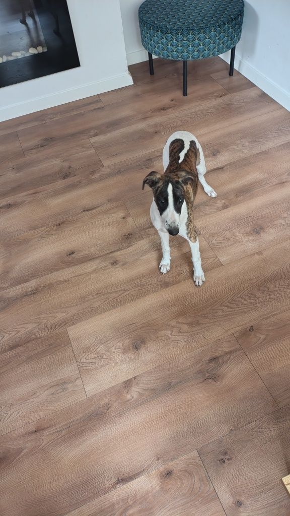 Chart angielski whippet FCI
