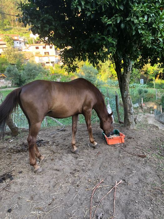 Cavalo manso com 12 anos