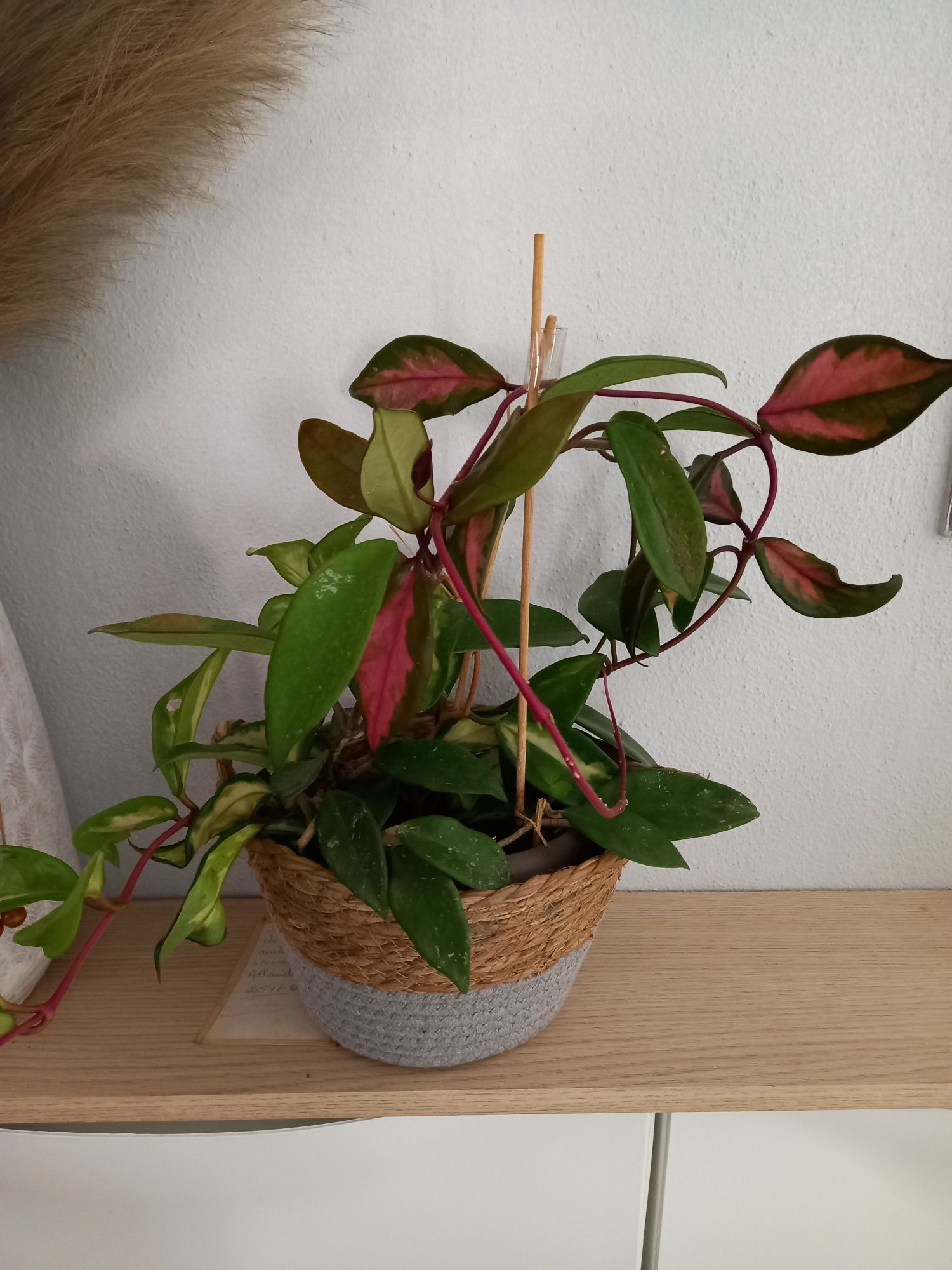 Planta da cera tons rosa.