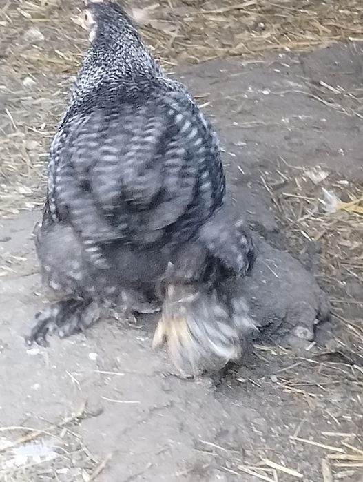 Kohin miniaturka